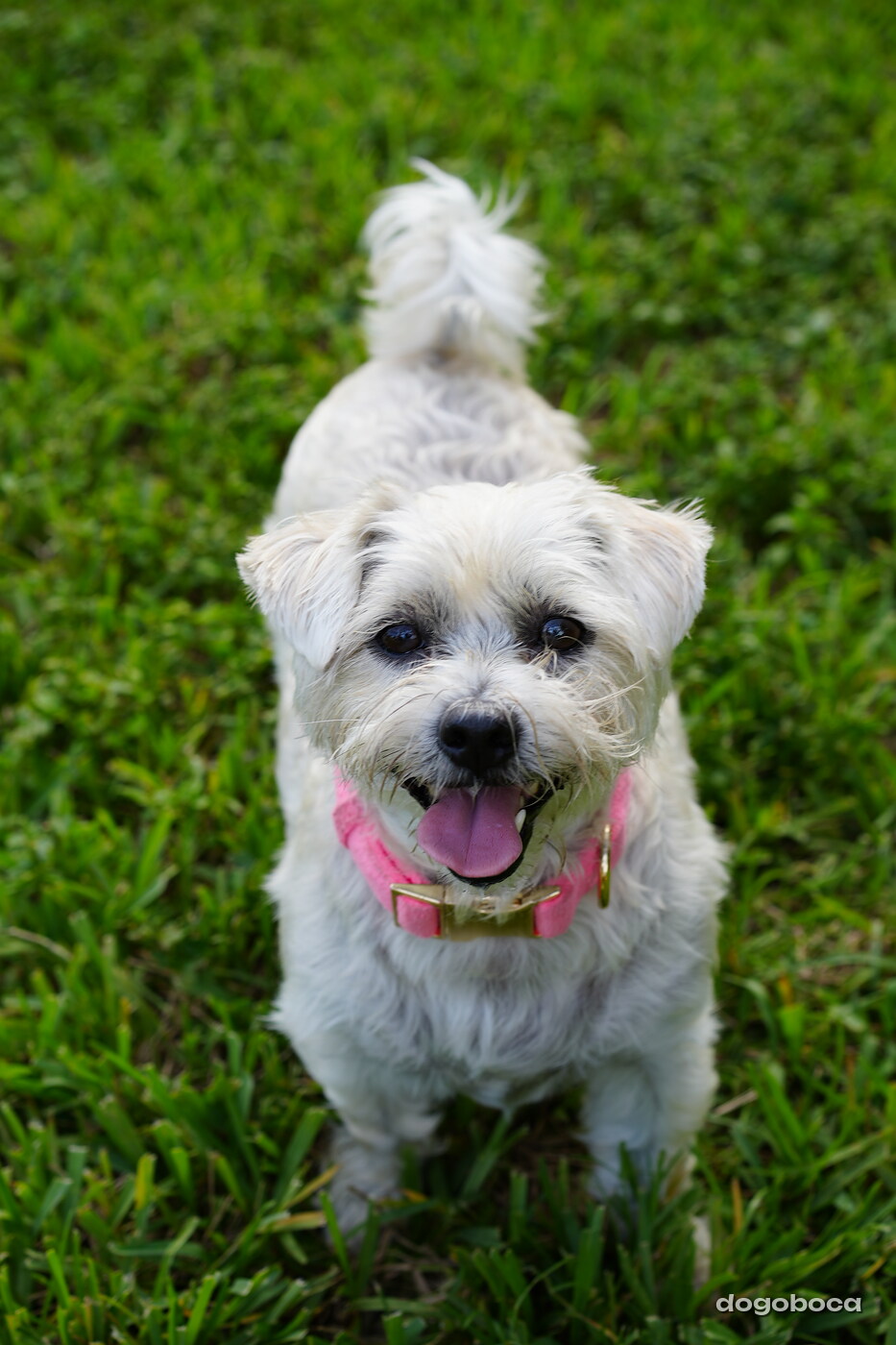 White dog photographed at Mizner Bark Dog Park on September 4, 2026