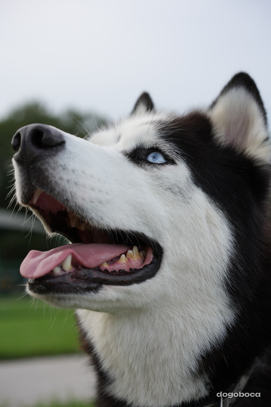 Black and white dog photographed at Mizner Bark Dog Park on September 4, 2026
