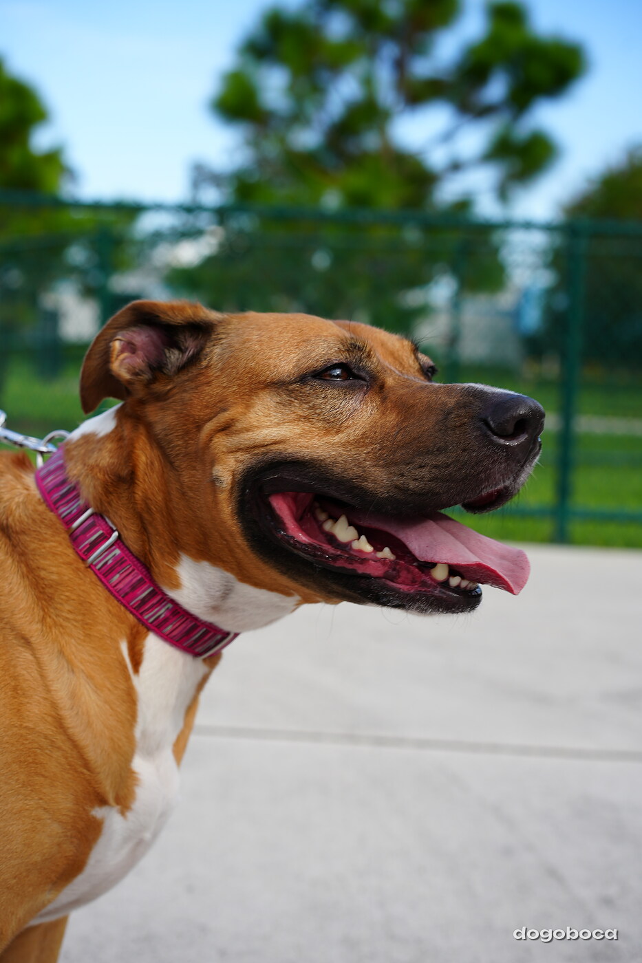Fawn and white dog photographed at Mizner Bark Dog Park on September 4, 2026