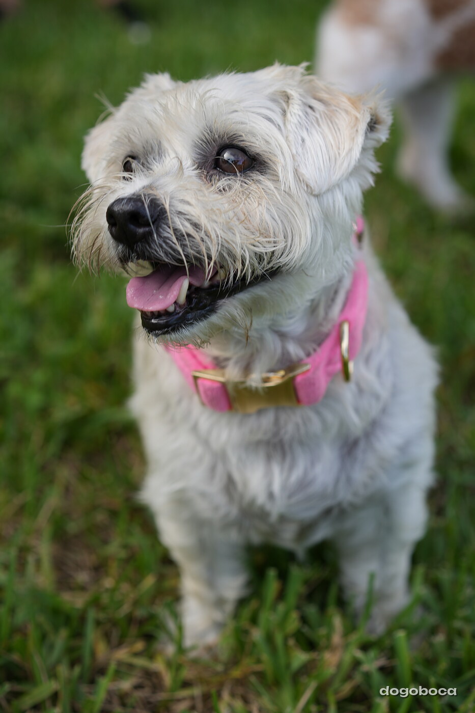 White with tan markings dog photographed at Mizner Bark Dog Park on September 4, 2026