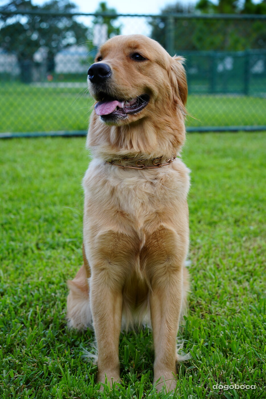 Golden dog photographed at Mizner Bark Dog Park on September 4, 2026
