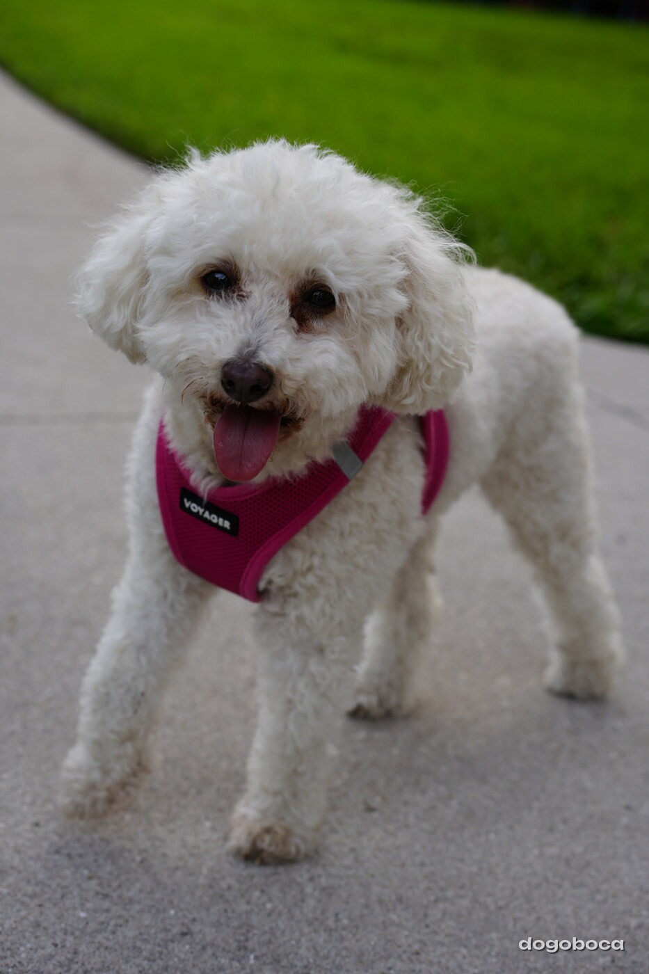 White dog photographed at Mizner Bark Dog Park on September 4, 2026