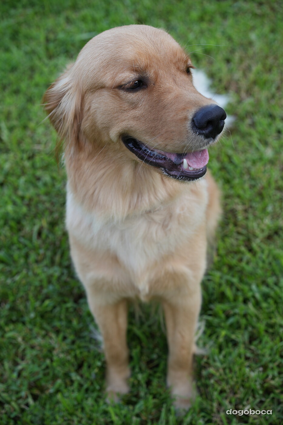 Golden cream dog photographed at Mizner Bark Dog Park on September 4, 2026