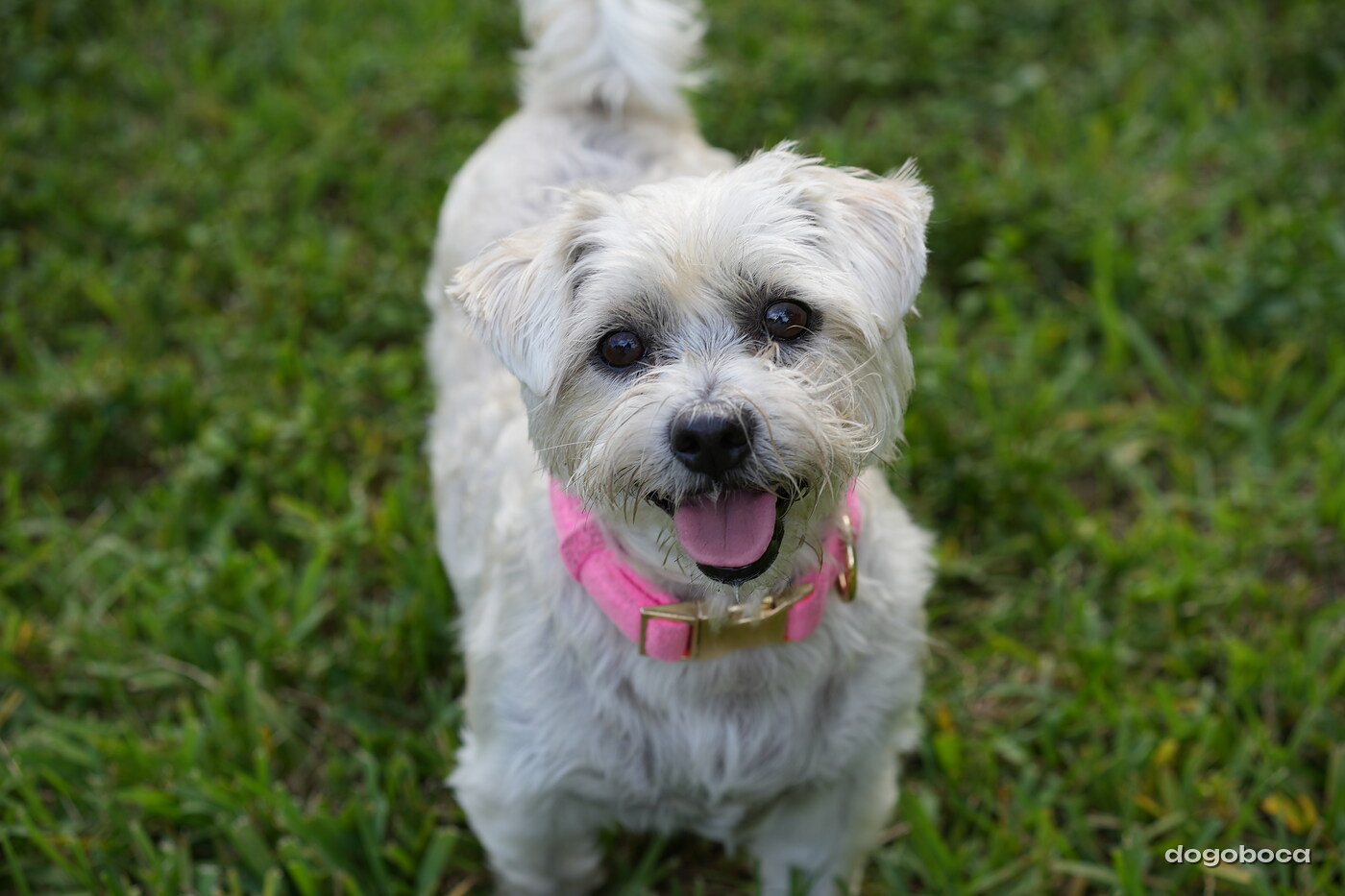 White dog photographed at Mizner Bark Dog Park on September 4, 2026