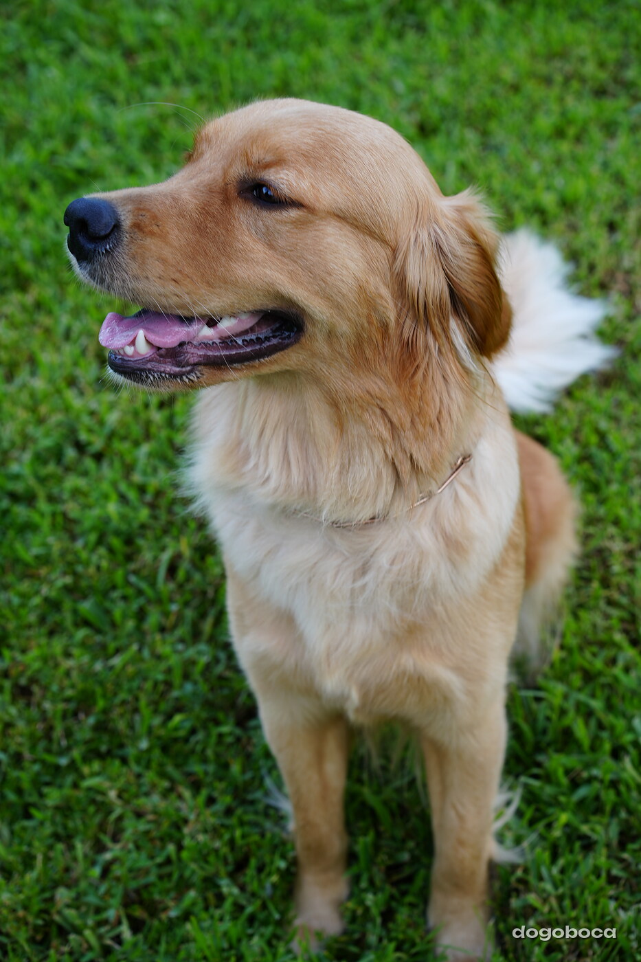 Golden cream dog photographed at Mizner Bark Dog Park on September 4, 2026