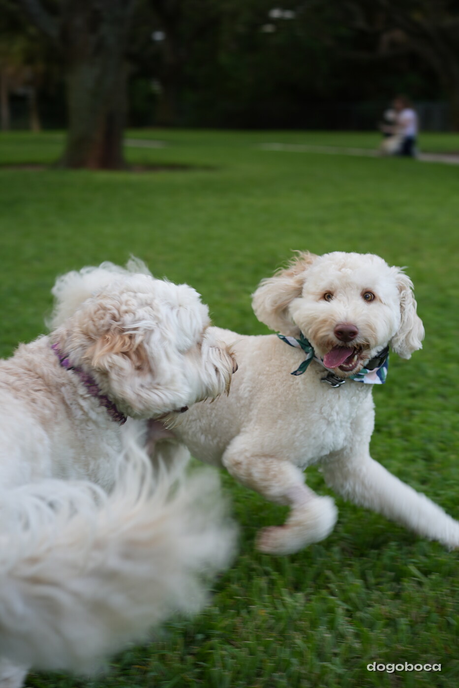 Lily photographed at Mizner Bark Dog Park on September 4, 2026