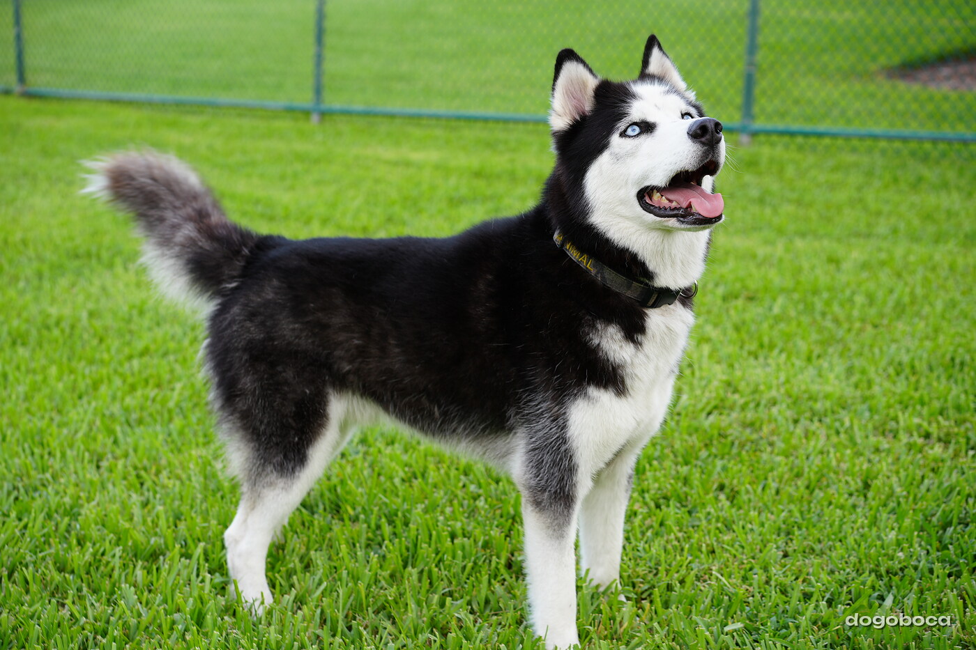 Max photographed at Mizner Bark Dog Park on September 4, 2026