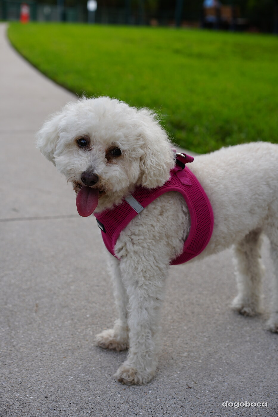 White dog photographed at Mizner Bark Dog Park on September 4, 2026