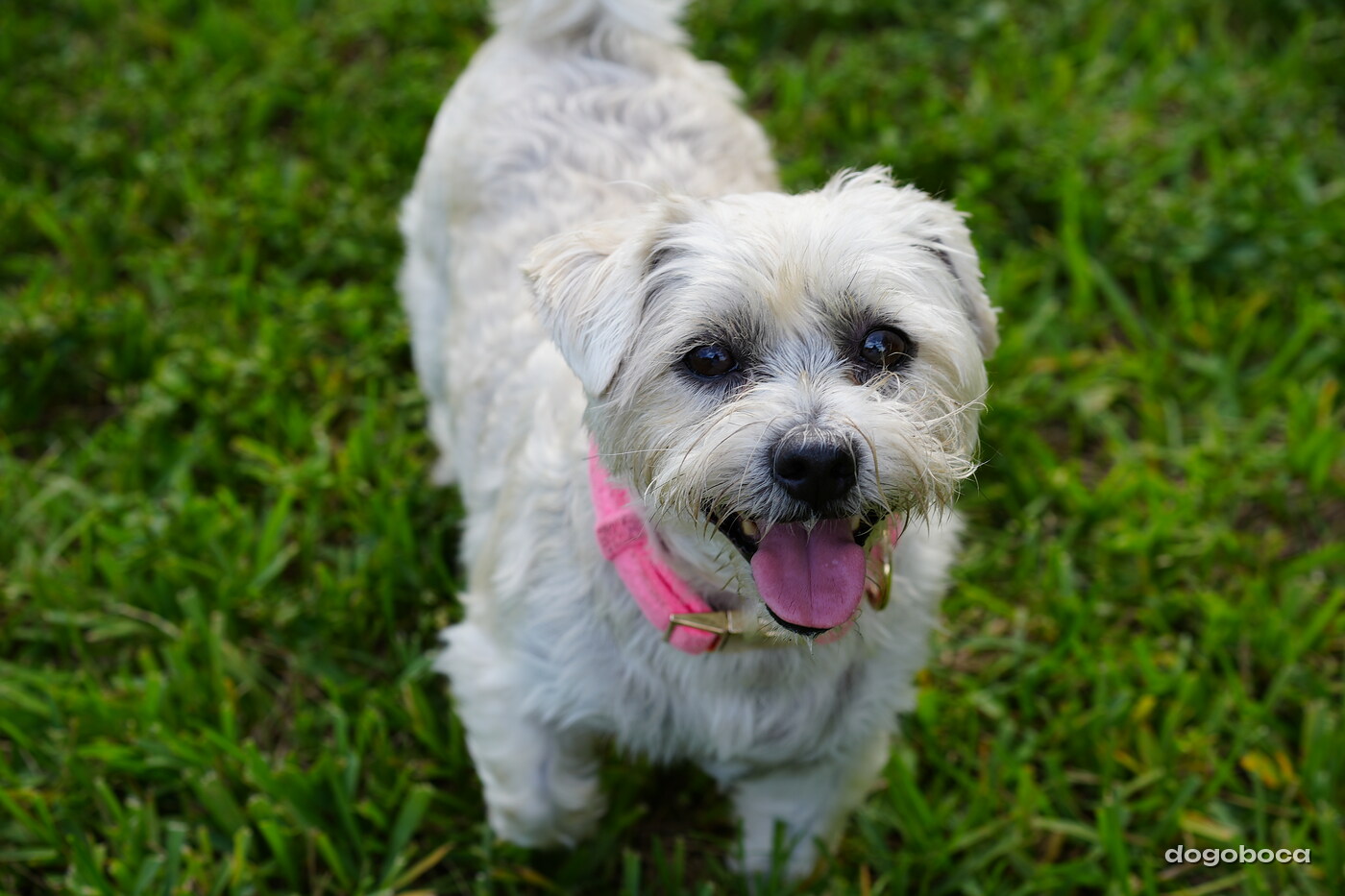 White dog photographed at Mizner Bark Dog Park on September 4, 2026