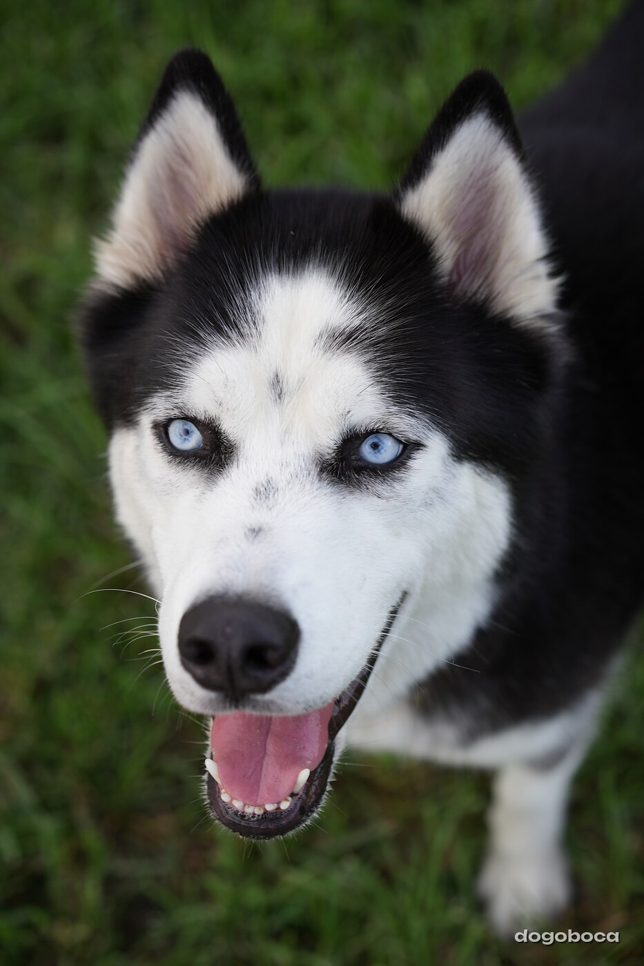 Max photographed at Mizner Bark Dog Park on September 4, 2026