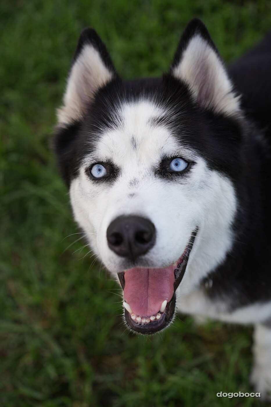 Max photographed at Mizner Bark Dog Park on September 4, 2026