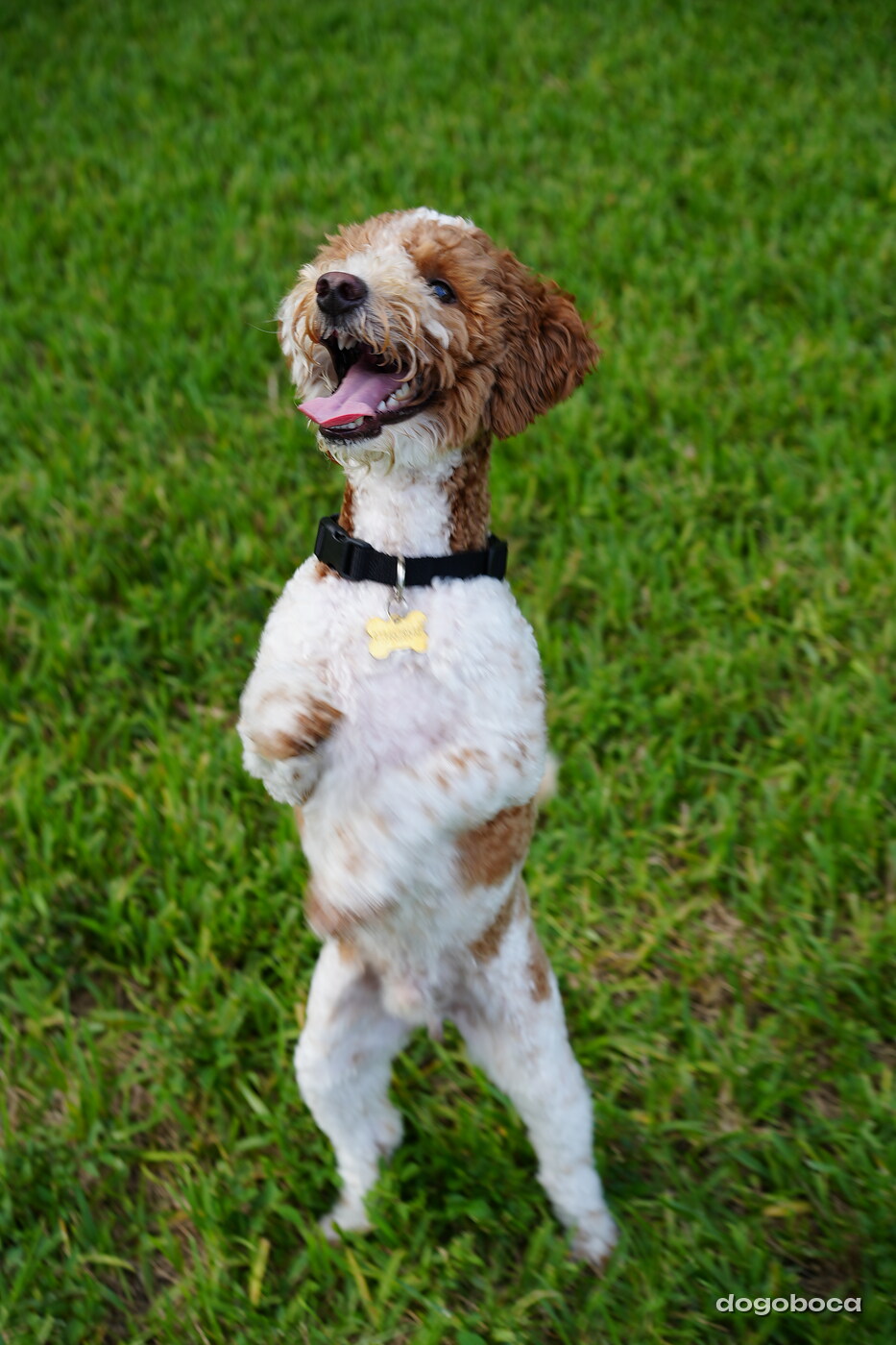 Duece photographed at Mizner Bark Dog Park on September 4, 2026