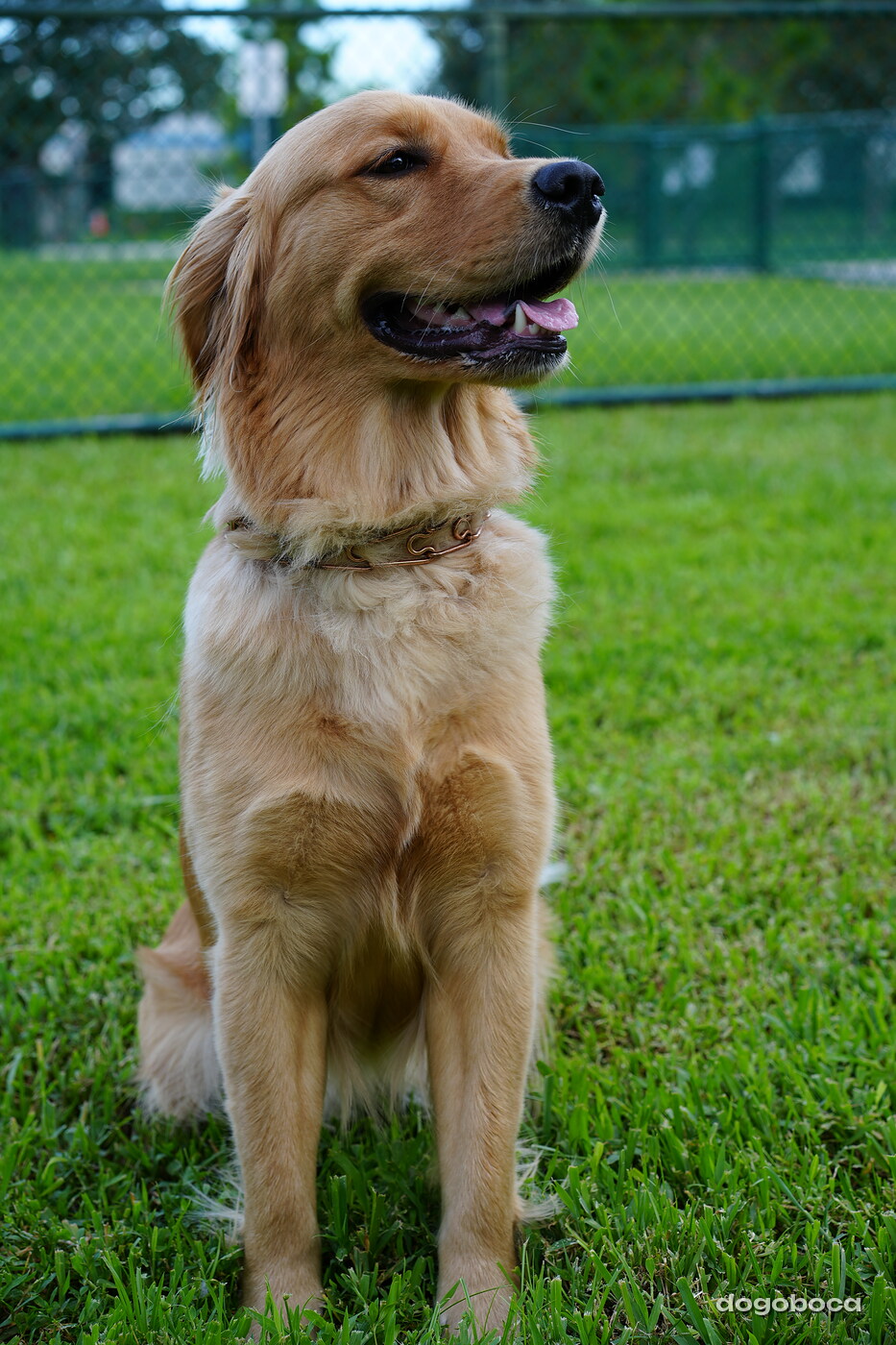 Golden dog photographed at Mizner Bark Dog Park on September 4, 2026