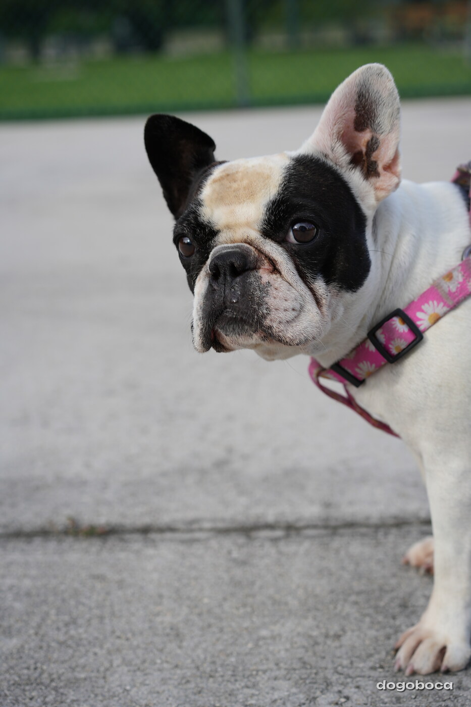 Chloe photographed at Mizner Bark Dog Park on September 4, 2026