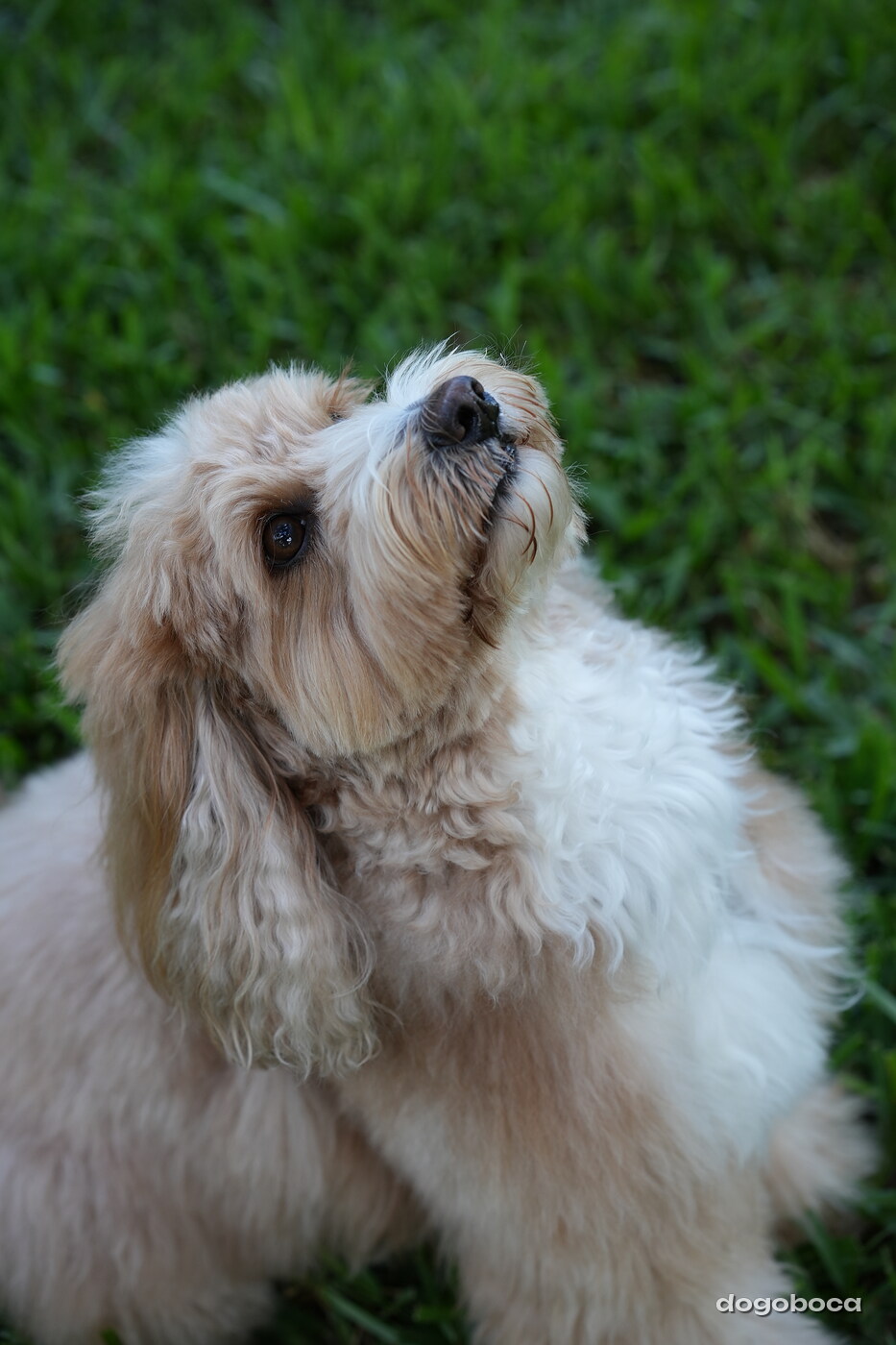 Woody photographed at Mizner Bark Dog Park on September 4, 2026