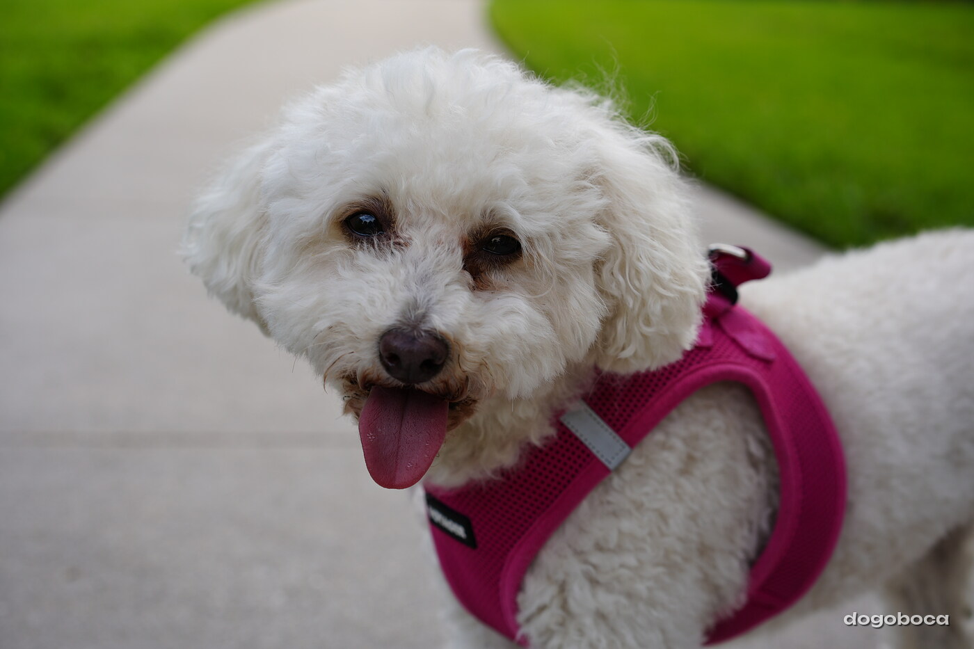 White dog photographed at Mizner Bark Dog Park on September 4, 2026
