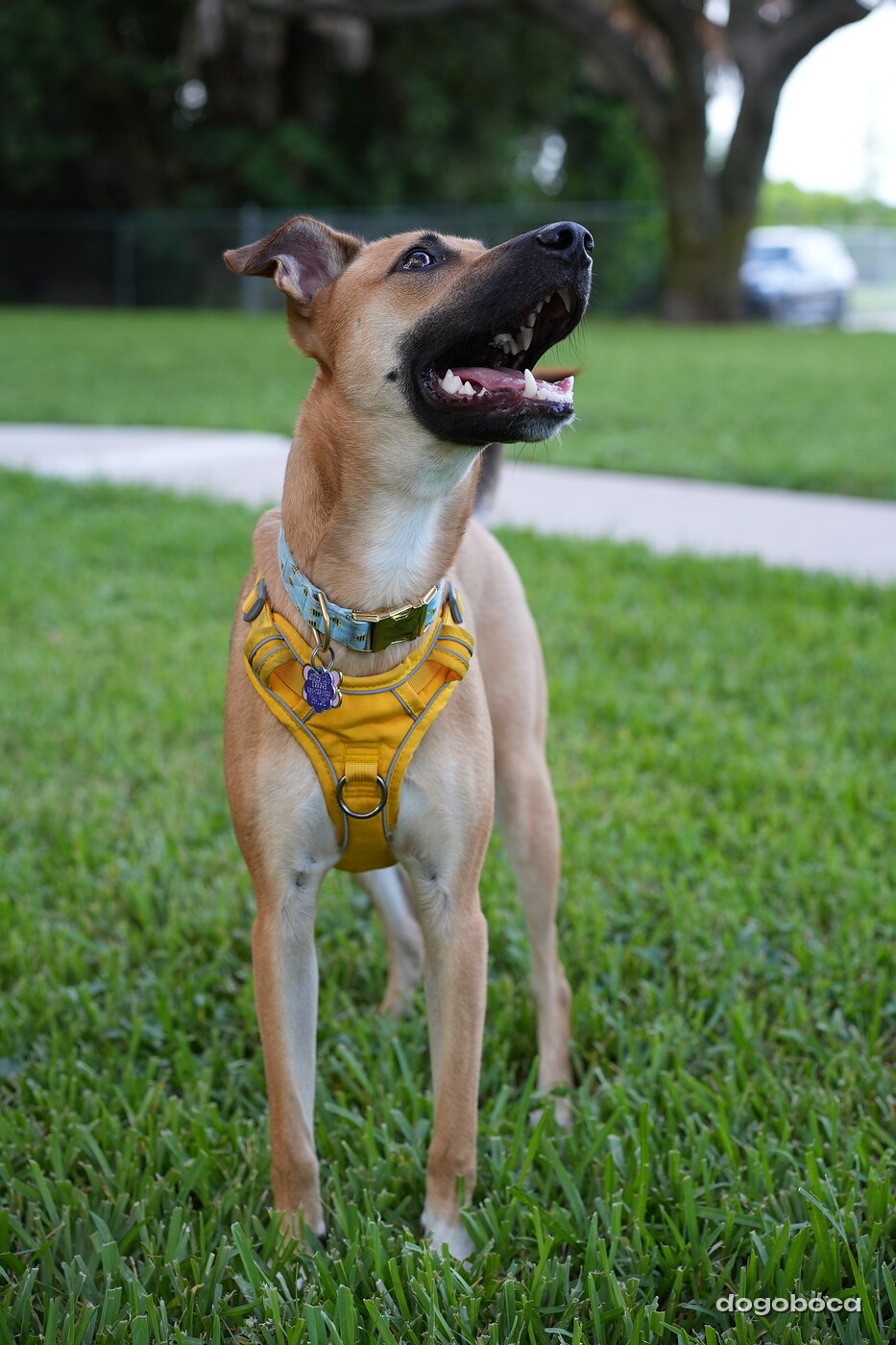 Honey photographed at Mizner Bark Dog Park on September 4, 2026
