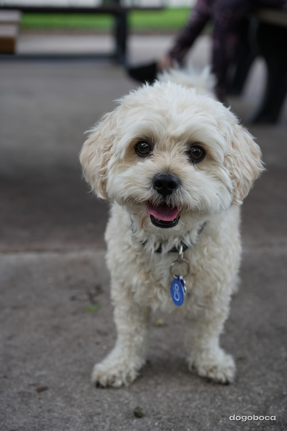 Cream white dog photographed at Mizner Bark Dog Park on September 4, 2026