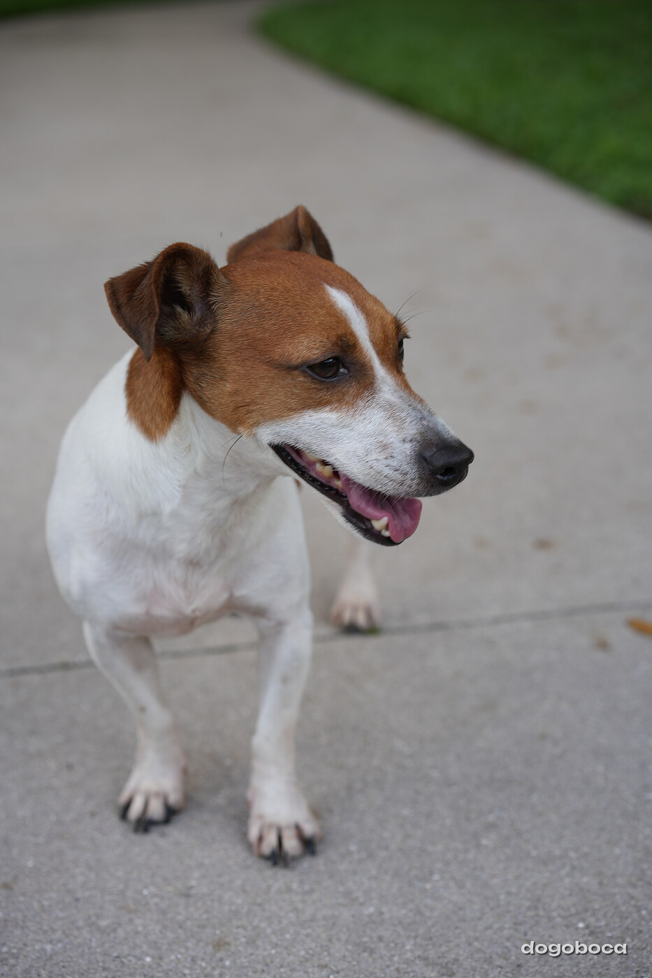 White and tan dog photographed at Mizner Bark Dog Park on September 4, 2026