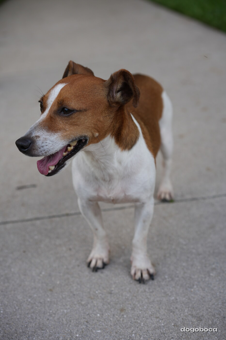 Brown and white dog photographed at Mizner Bark Dog Park on September 4, 2026
