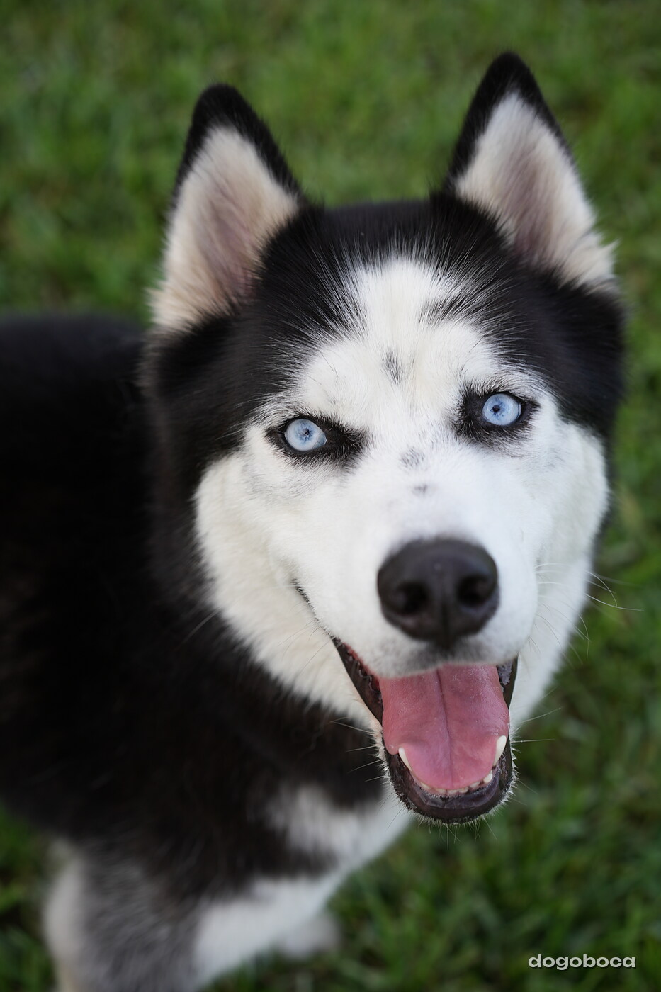 Max photographed at Mizner Bark Dog Park on September 4, 2026