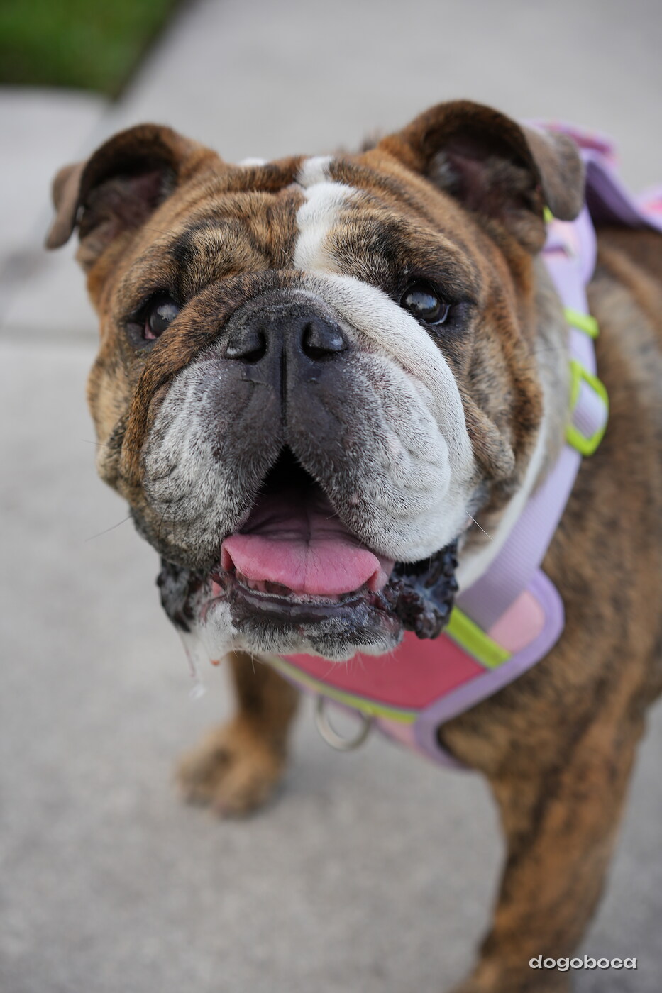 Brindle and white dog photographed at Mizner Bark Dog Park on September 4, 2026