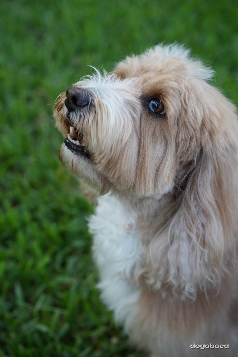 Woody photographed at Mizner Bark Dog Park on September 4, 2026