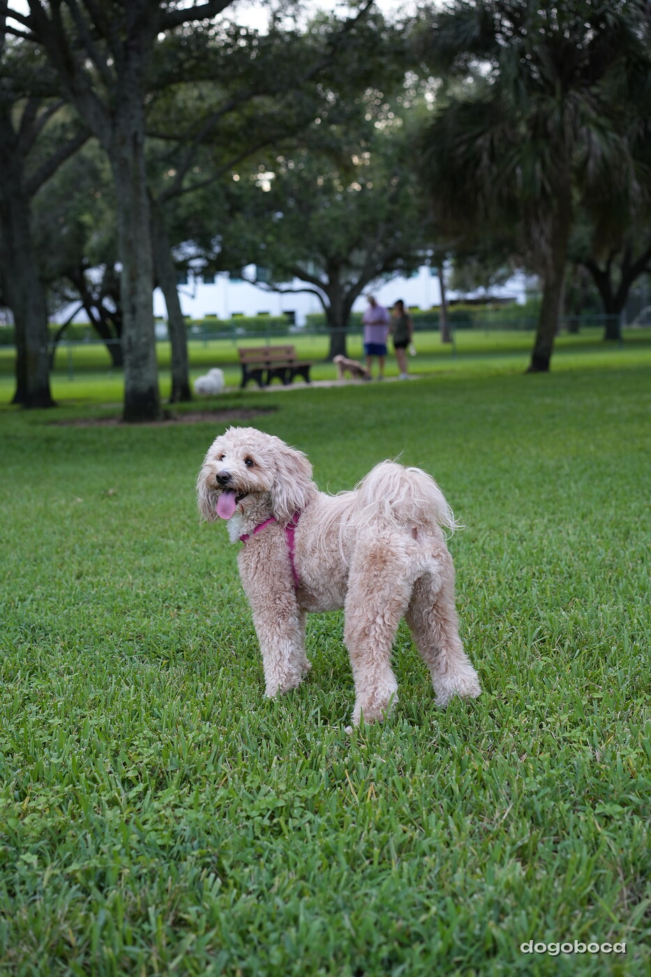 Apricot cream dog photographed at Mizner Bark Dog Park on September 4, 2026