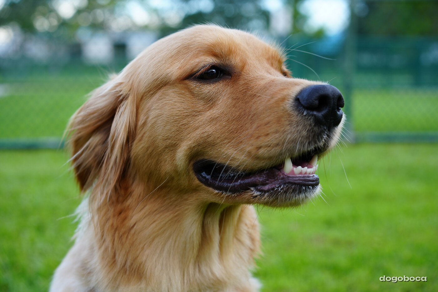 Golden dog photographed at Mizner Bark Dog Park on September 4, 2026