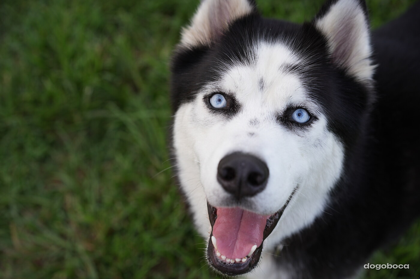 Max photographed at Mizner Bark Dog Park on September 4, 2026