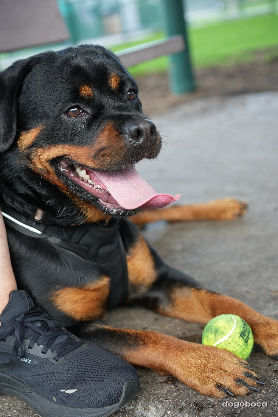 Reya photographed at Mizner Bark Dog Park on September 4, 2026