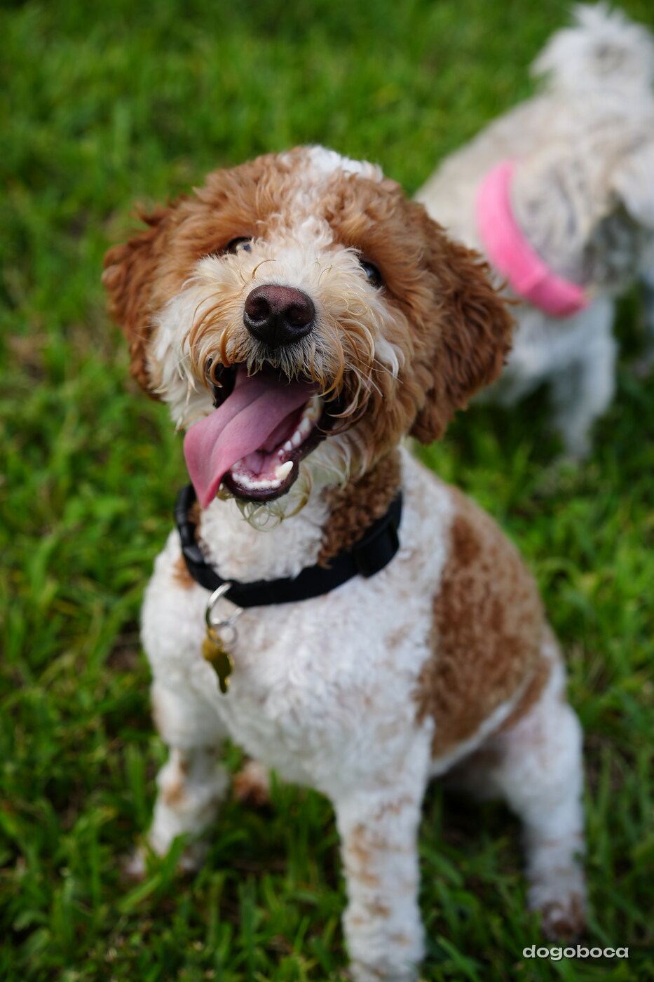 Duece photographed at Mizner Bark Dog Park on September 4, 2026