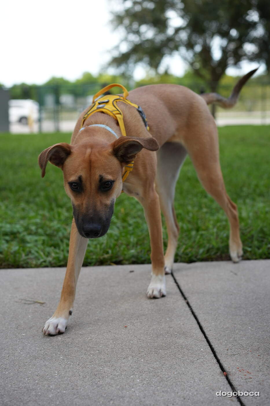 Honey photographed at Mizner Bark Dog Park on September 4, 2026