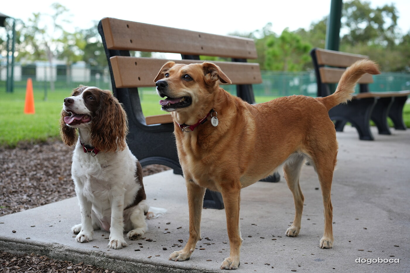 Brown and white dog photographed at Mizner Bark Dog Park on September 4, 2026