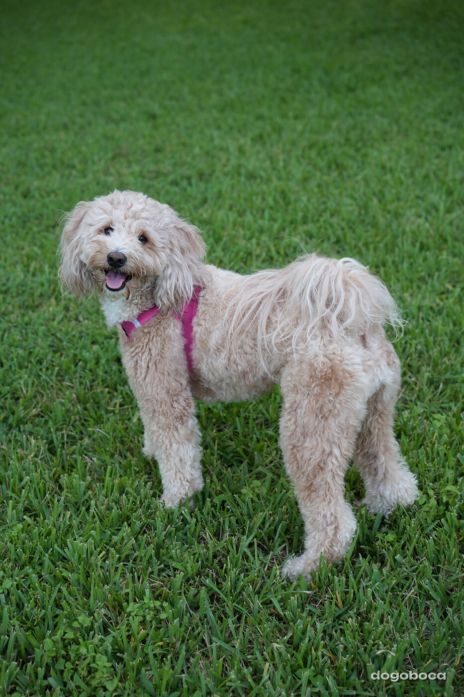 Cream white dog photographed at Mizner Bark Dog Park on September 4, 2026