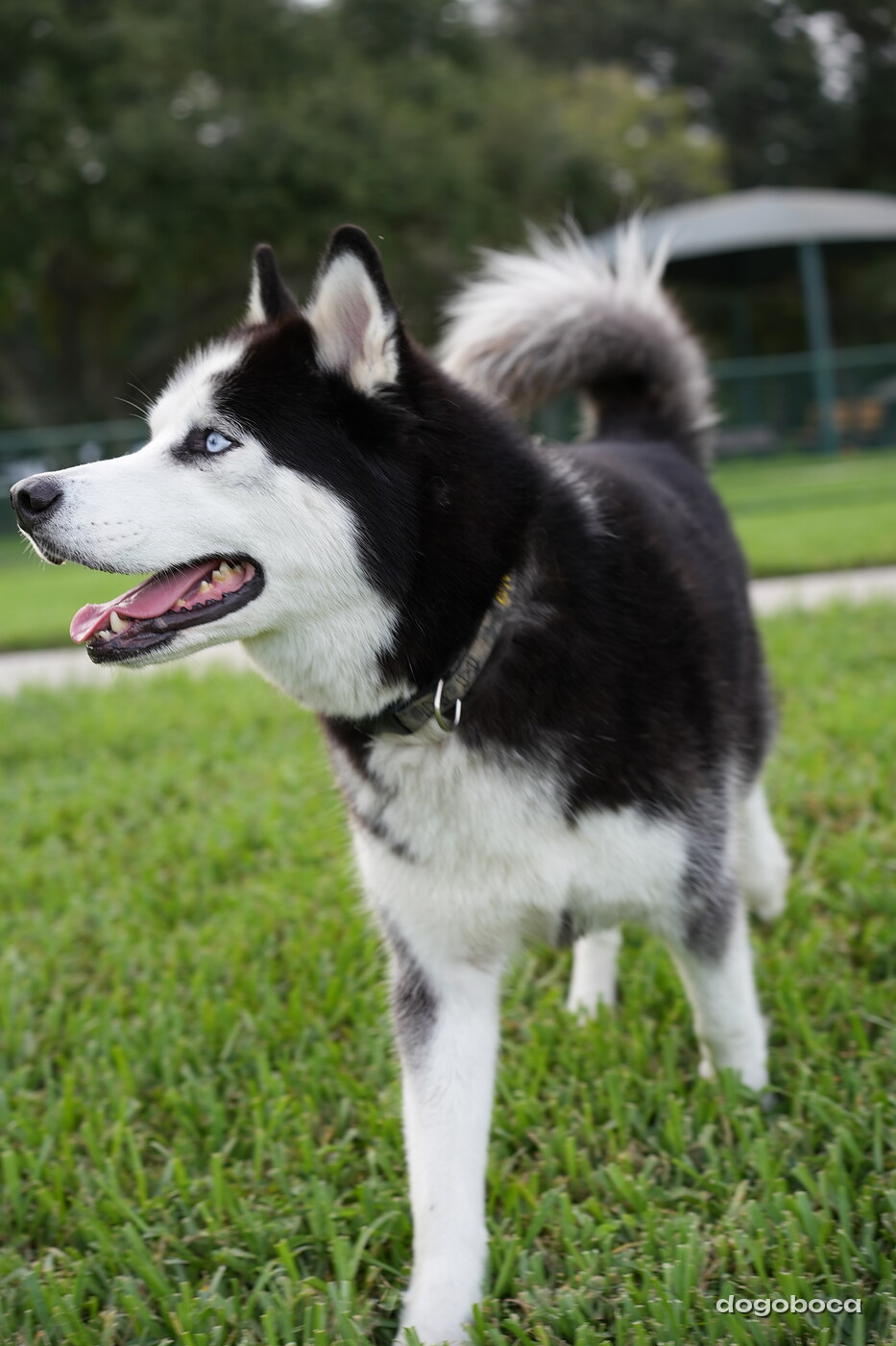 Black and white dog photographed at Mizner Bark Dog Park on September 4, 2026