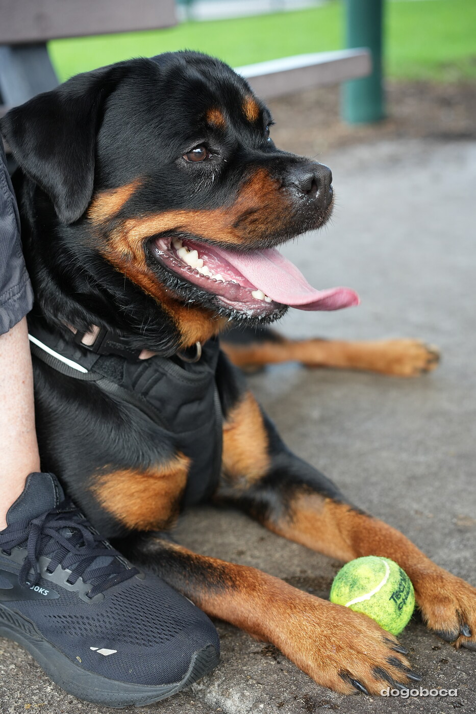 Reya photographed at Mizner Bark Dog Park on September 4, 2026