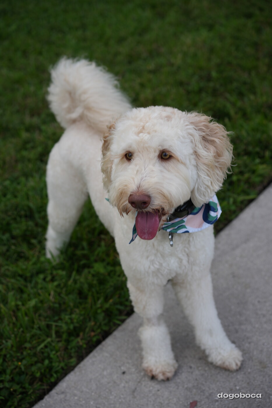 Cream white dog photographed at Mizner Bark Dog Park on September 4, 2026