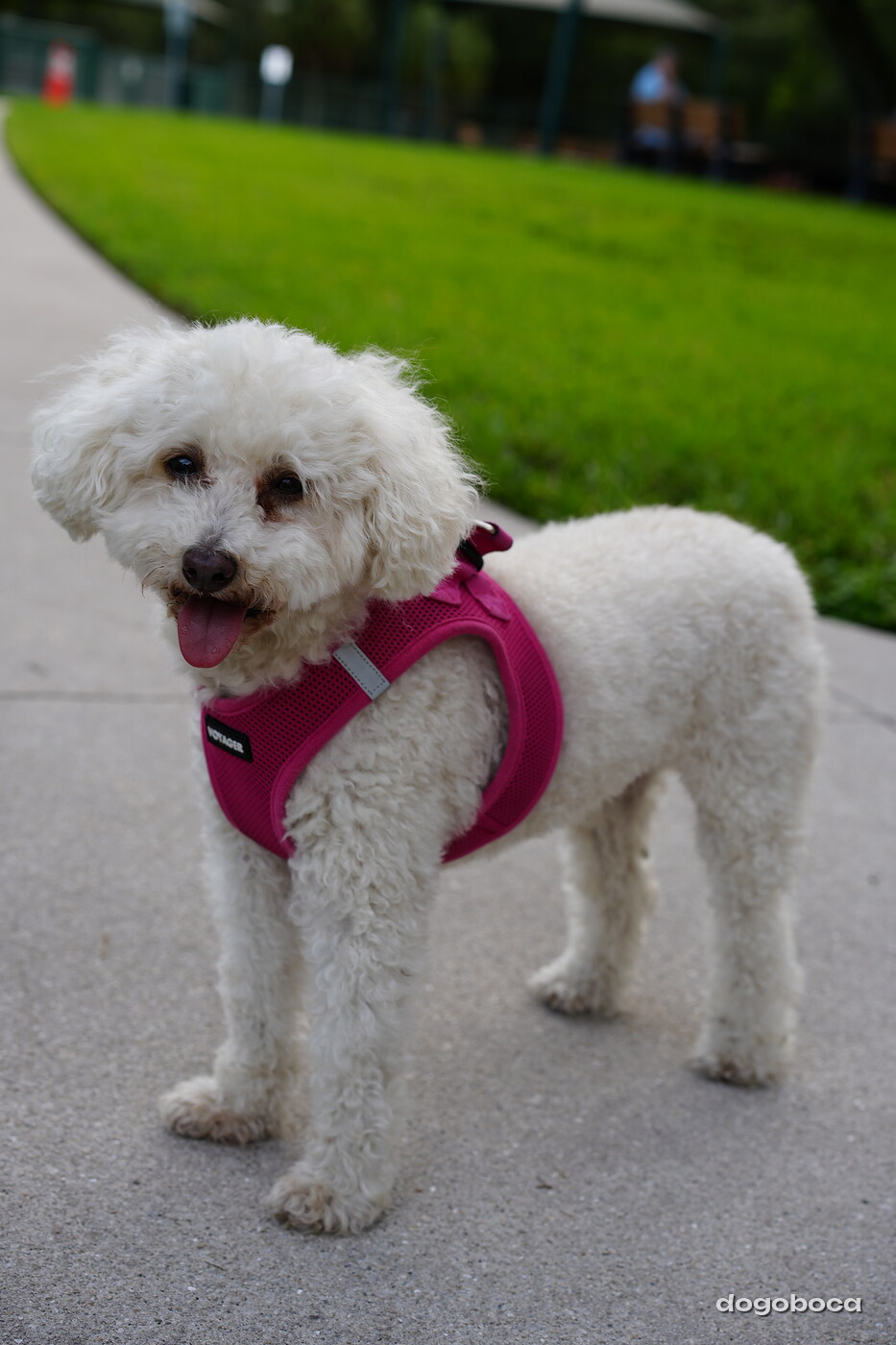 White dog photographed at Mizner Bark Dog Park on September 4, 2026