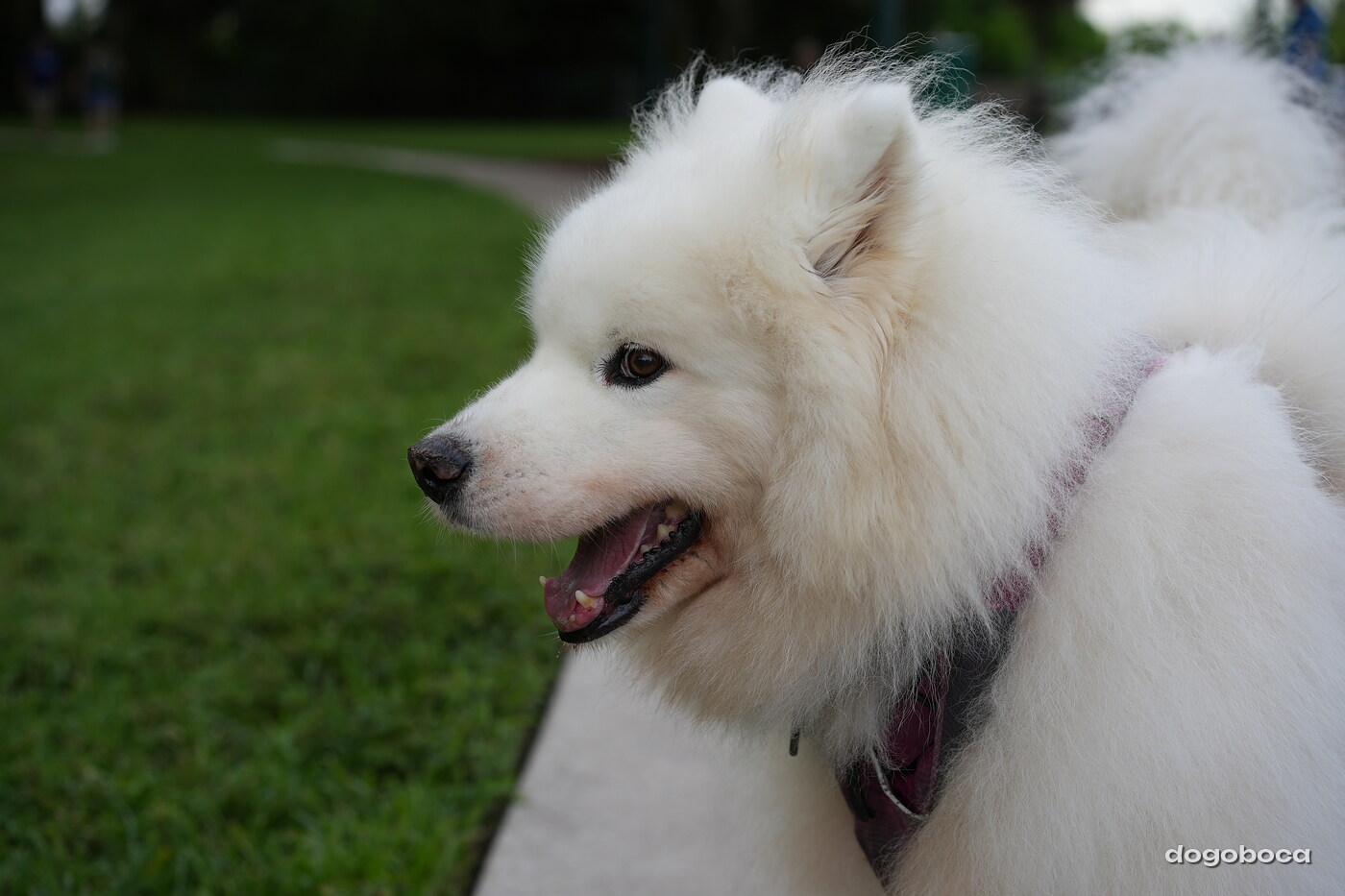 Eco photographed at Mizner Bark Dog Park on September 4, 2026