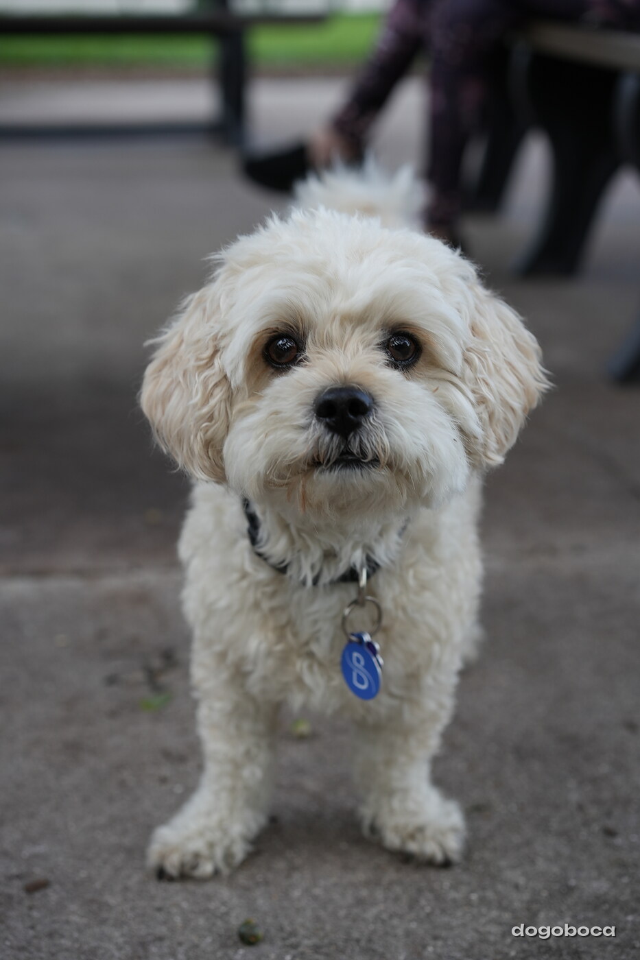 Cream white dog photographed at Mizner Bark Dog Park on September 4, 2026