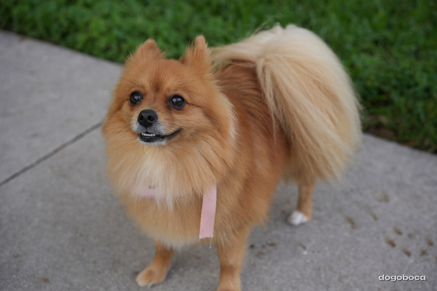 Orange tan dog photographed at Mizner Bark Dog Park on September 4, 2026