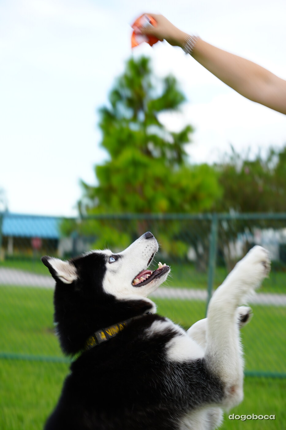 Max photographed at Mizner Bark Dog Park on September 4, 2026