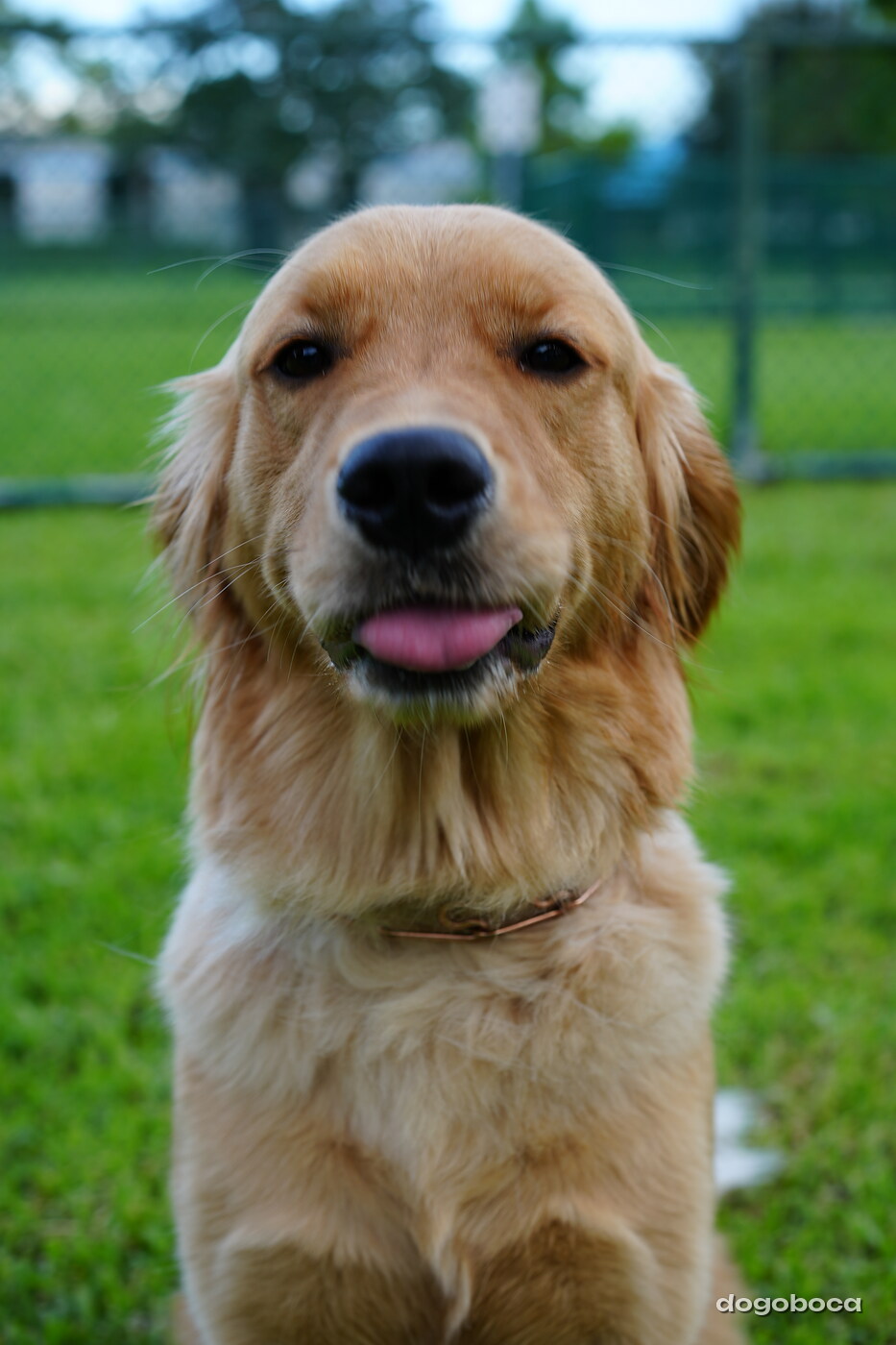 Golden dog photographed at Mizner Bark Dog Park on September 4, 2026