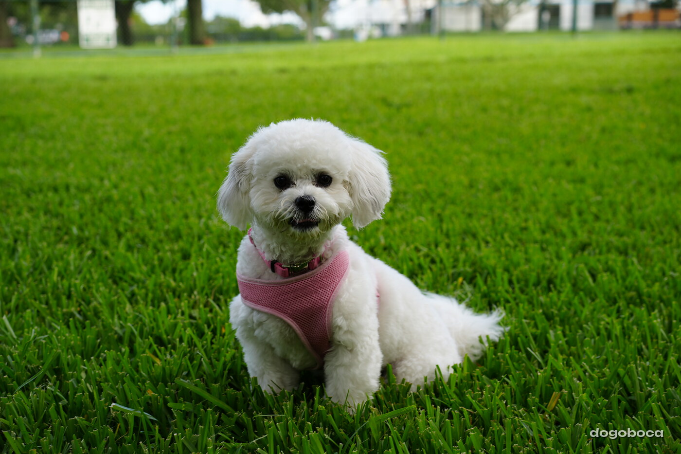 White dog photographed at Mizner Bark Dog Park on September 4, 2026