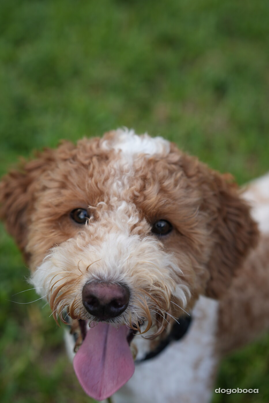 Duece photographed at Mizner Bark Dog Park on September 4, 2026