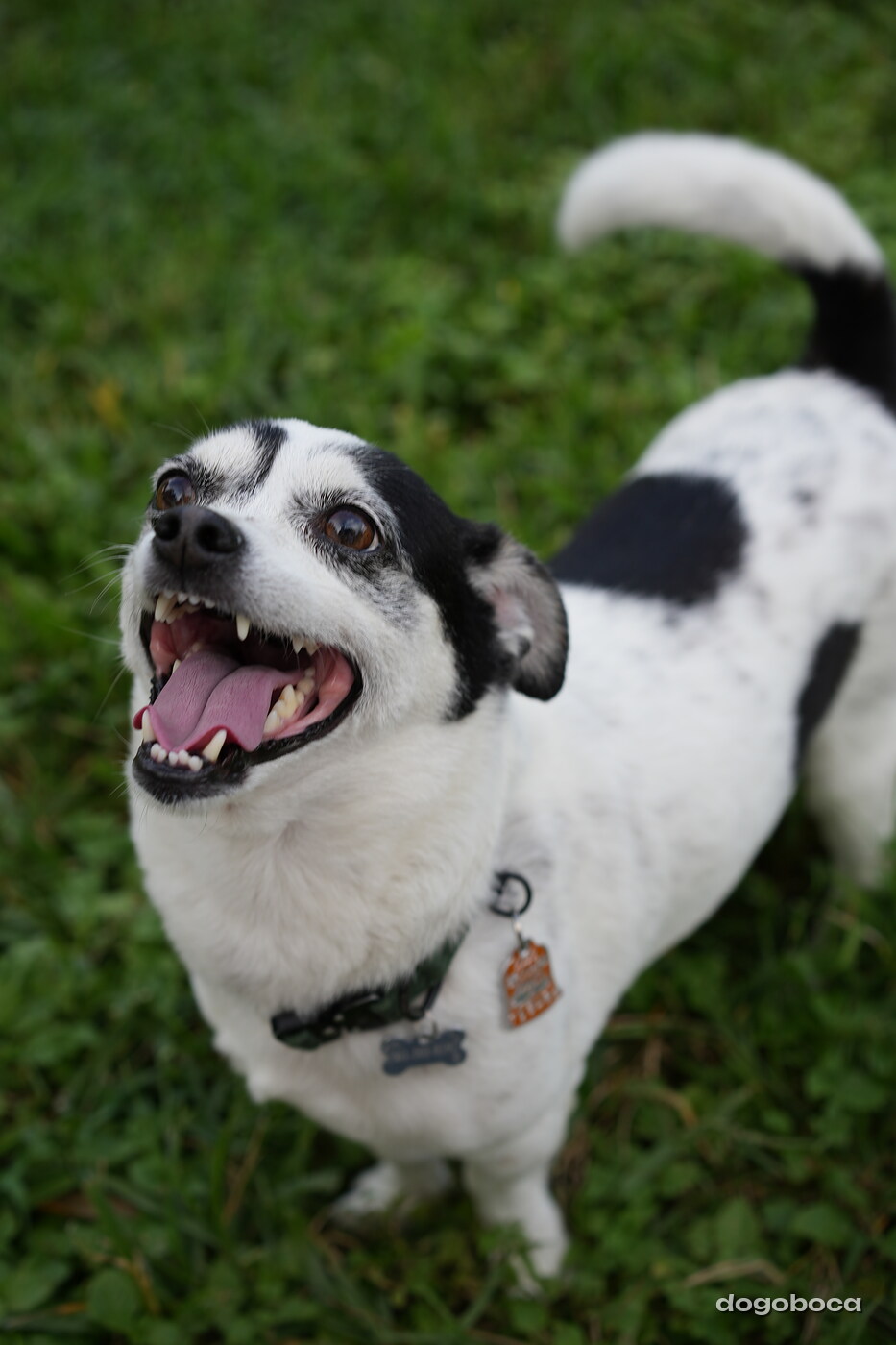 Rascal photographed at Mizner Bark Dog Park on September 4, 2026