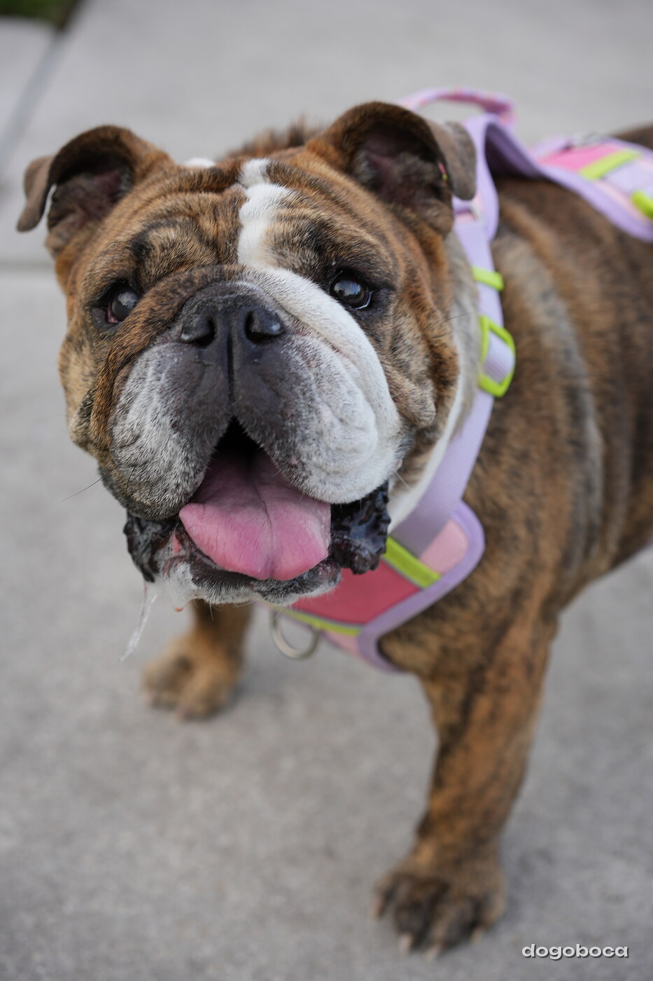 Brindle and white dog photographed at Mizner Bark Dog Park on September 4, 2026
