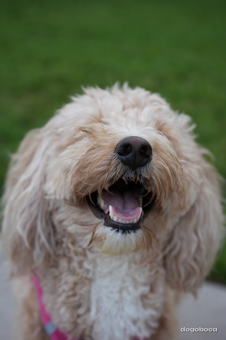 Apricot white dog photographed at Mizner Bark Dog Park on September 4, 2026