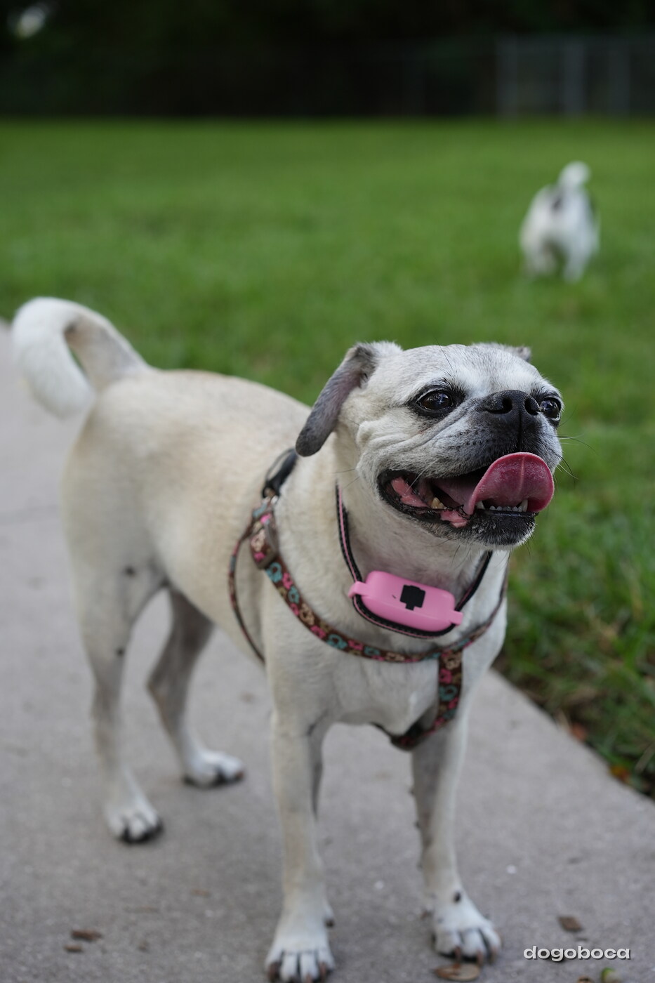 Fawn with black mask dog photographed at Mizner Bark Dog Park on September 4, 2026